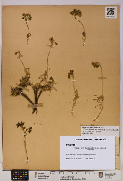 Cistanthe fenzlii [Espécimen: UDEC:CONC:0006680]