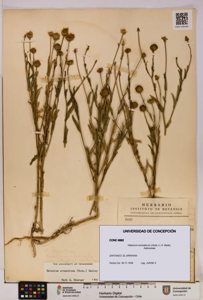 Helenium aromaticum [Espécimen: UDEC:CONC:0006682]