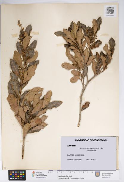 Lithraea caustica [Espécimen: UDEC:CONC:0006685]