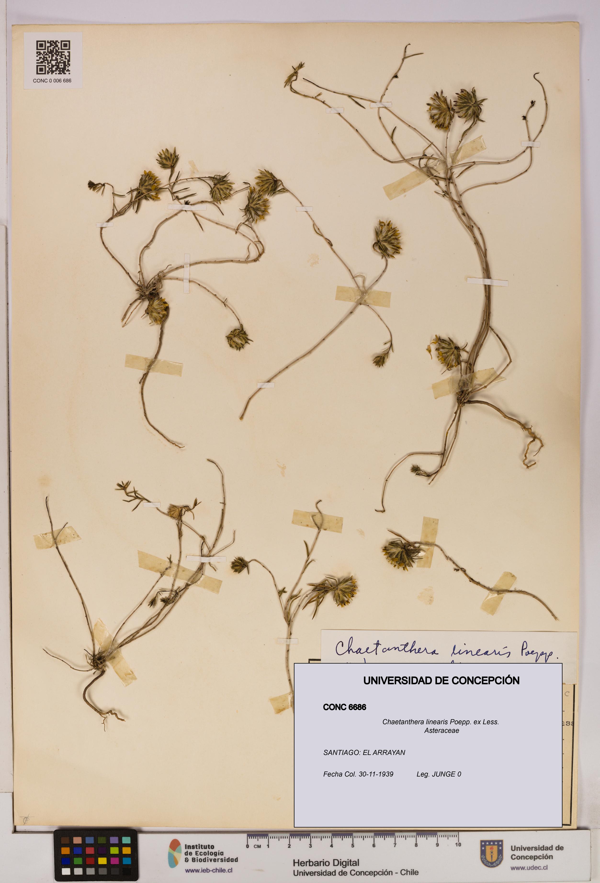 Chaetanthera linearis [Espécimen: UDEC:CONC:0006686]