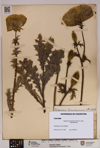 Argemone hunnemannii [Espécimen: UDEC:CONC:0006688]