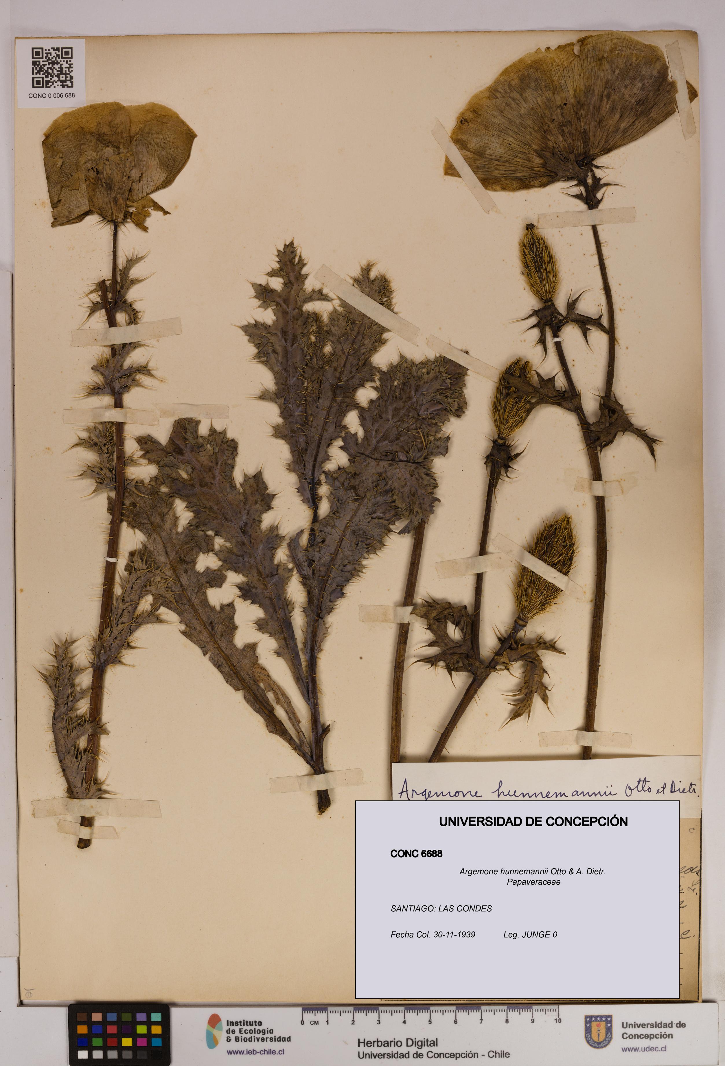 Argemone hunnemannii [Espécimen: UDEC:CONC:0006688]
