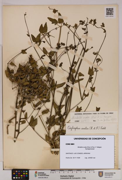 Mirabilis ovata [Espécimen: UDEC:CONC:0006691]