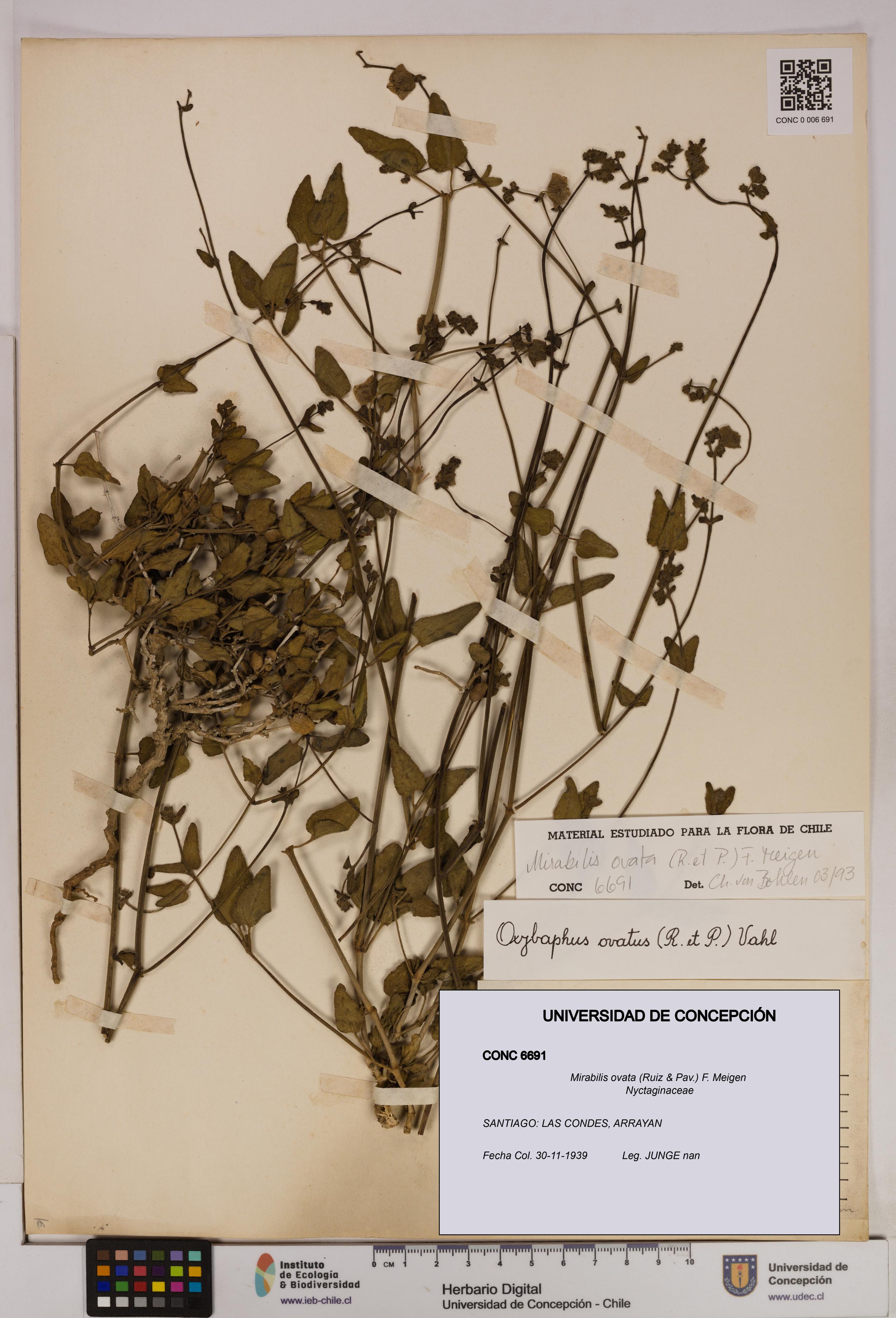 Mirabilis ovata [Espécimen: UDEC:CONC:0006691]