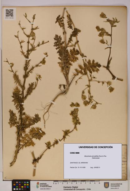 Moscharia pinnatifida [Espécimen: UDEC:CONC:0006698]
