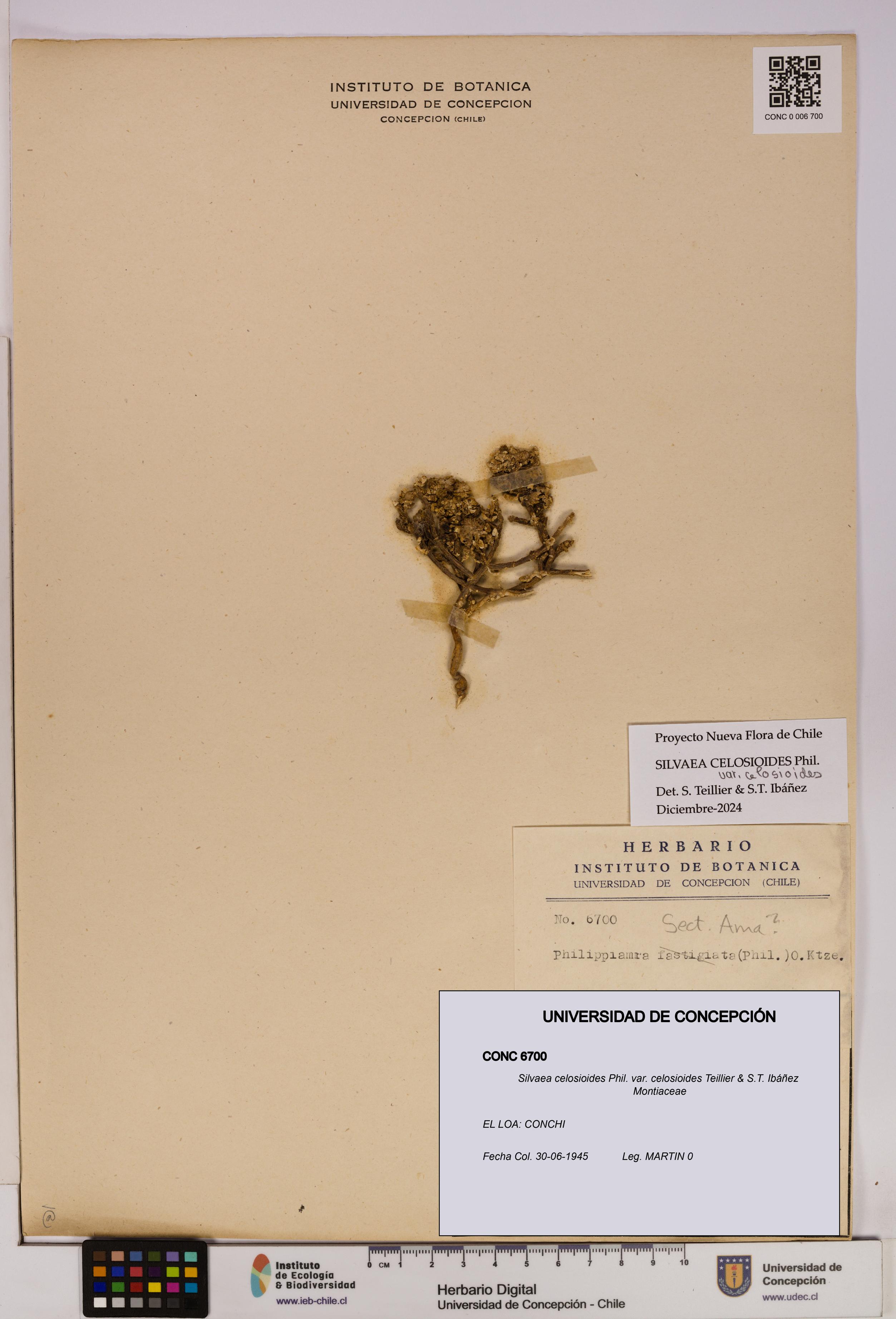 Silvaea celosioides var. celosioides [Espécimen: UDEC:CONC:0006700]