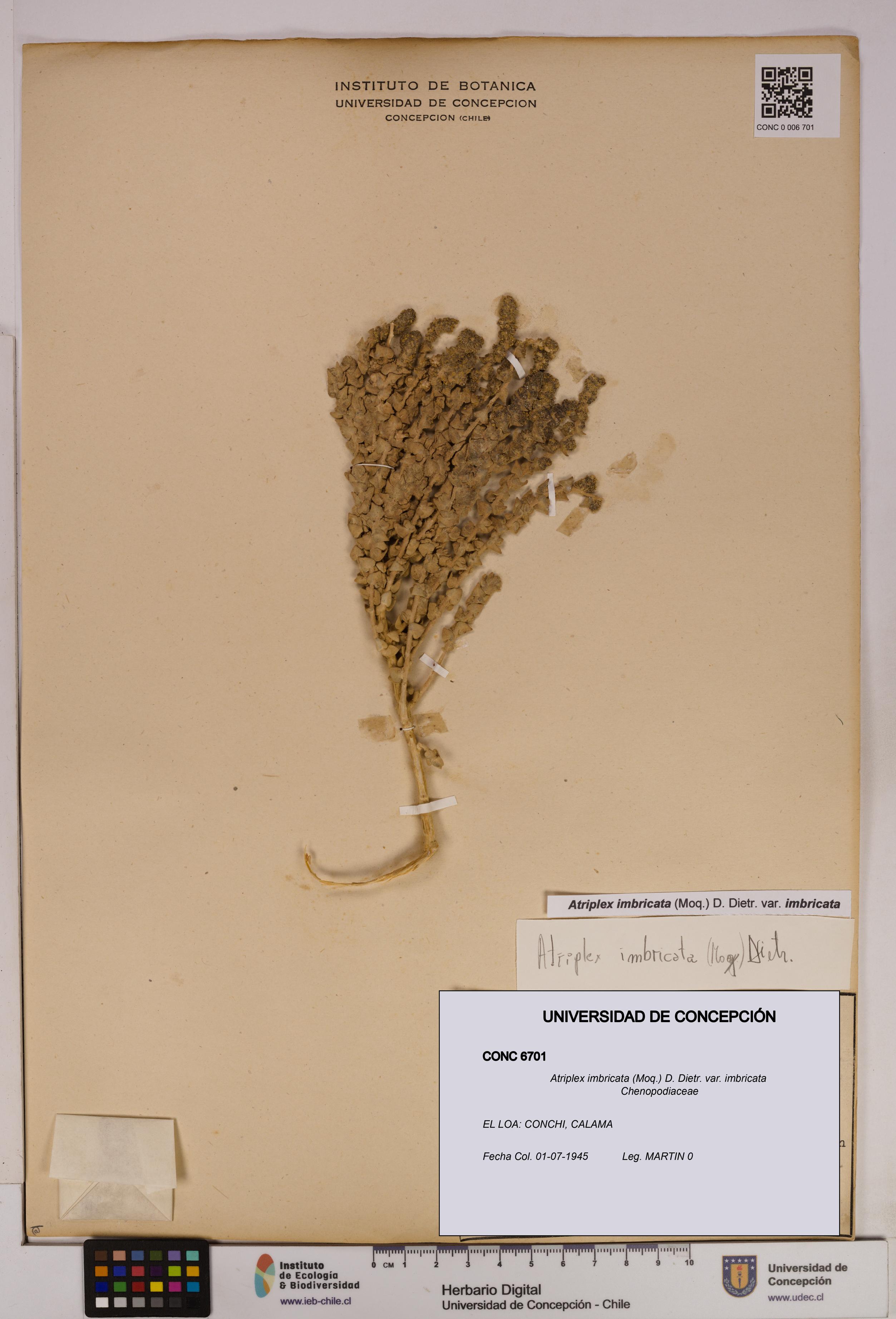 Atriplex imbricata [Espécimen: UDEC:CONC:0006701]