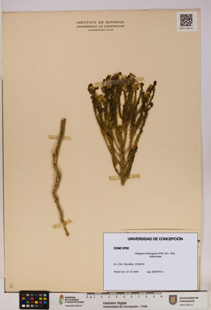 Helogyne macrogyne [Espécimen: UDEC:CONC:0006702]