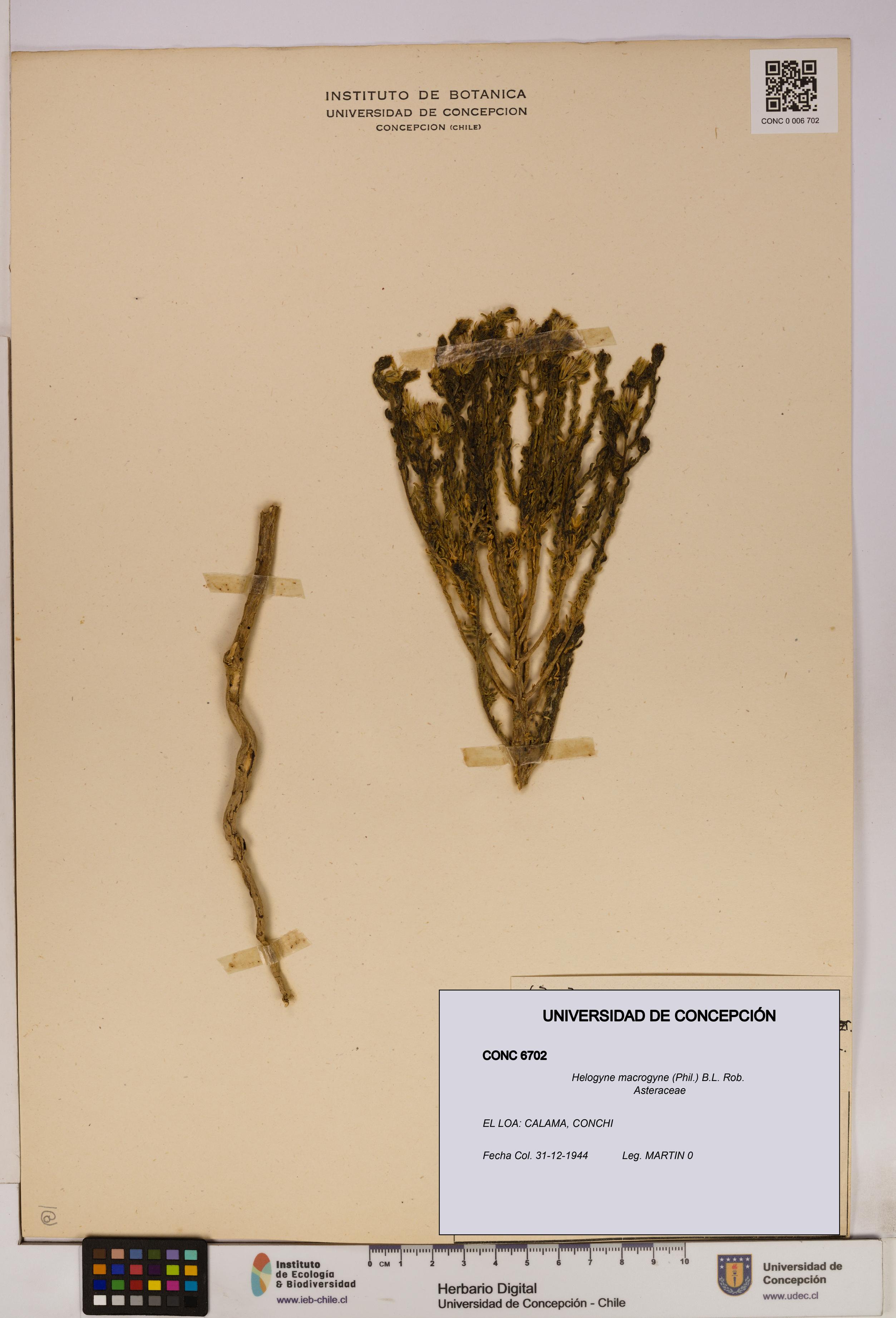 Helogyne macrogyne [Espécimen: UDEC:CONC:0006702]