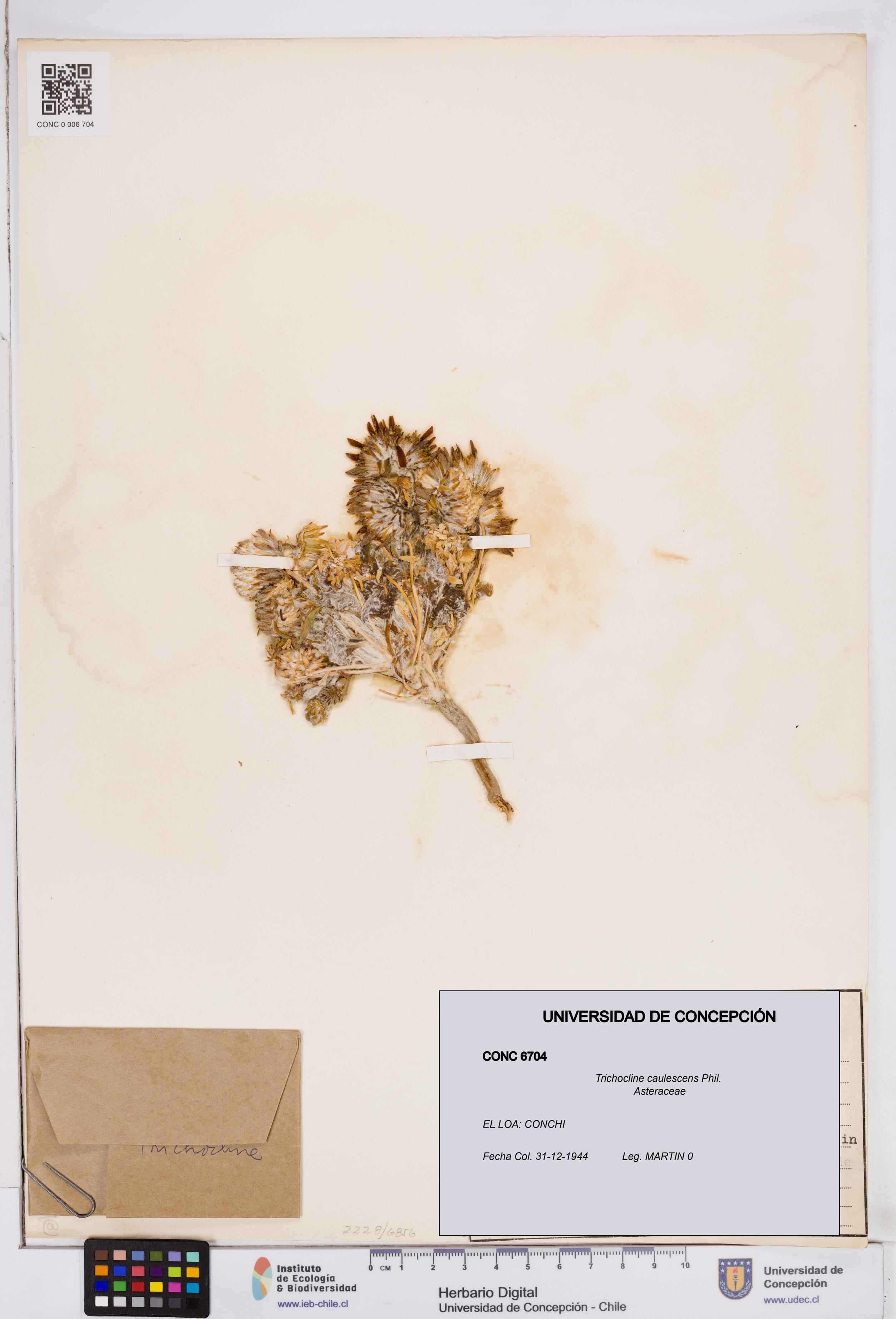 Trichocline caulescens [Espécimen: ]