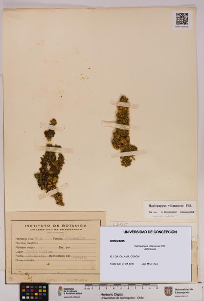 Haplopappus villanuevae [Espécimen: UDEC:CONC:0006705]