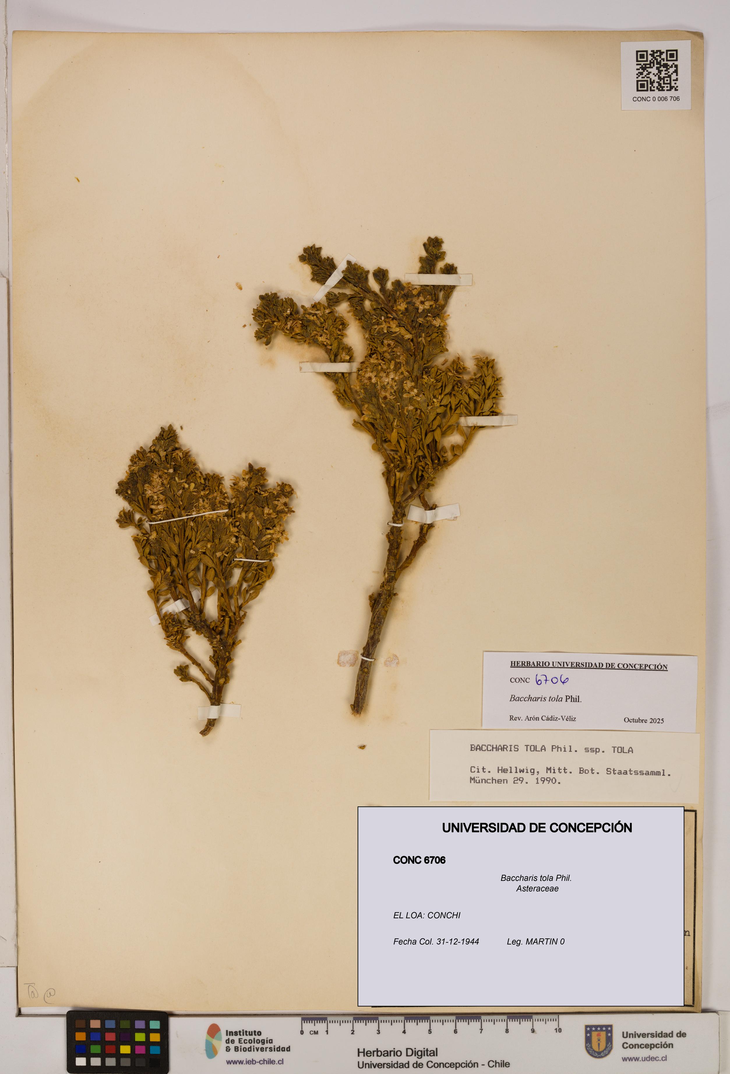 Baccharis tola [Espécimen: UDEC:CONC:0006706]