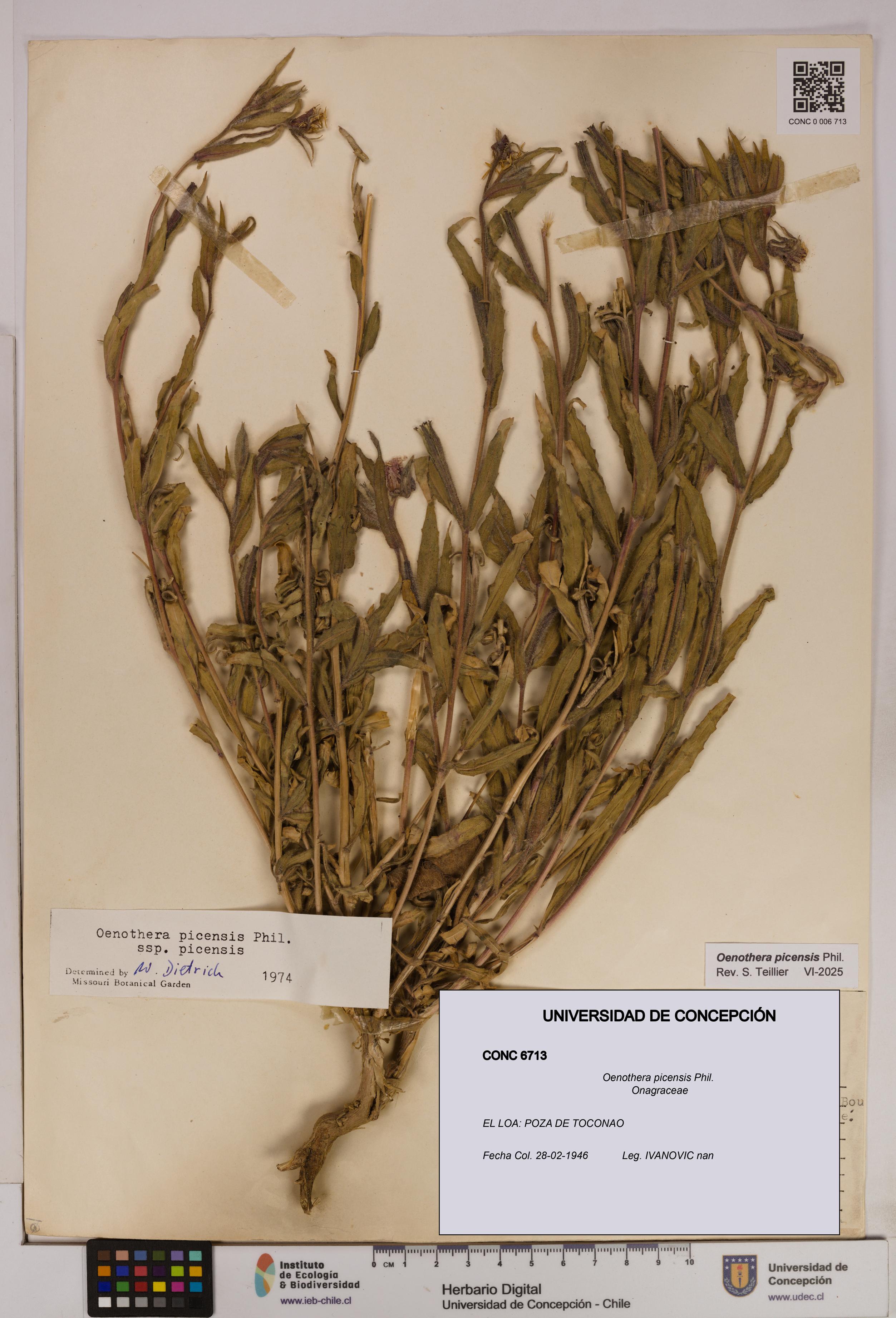 Oenothera picensis [Espécimen: UDEC:CONC:0006713]