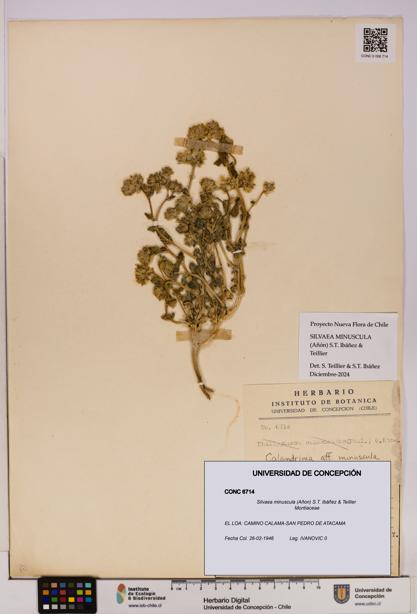 Silvaea minuscula [Espécimen: UDEC:CONC:0006714]