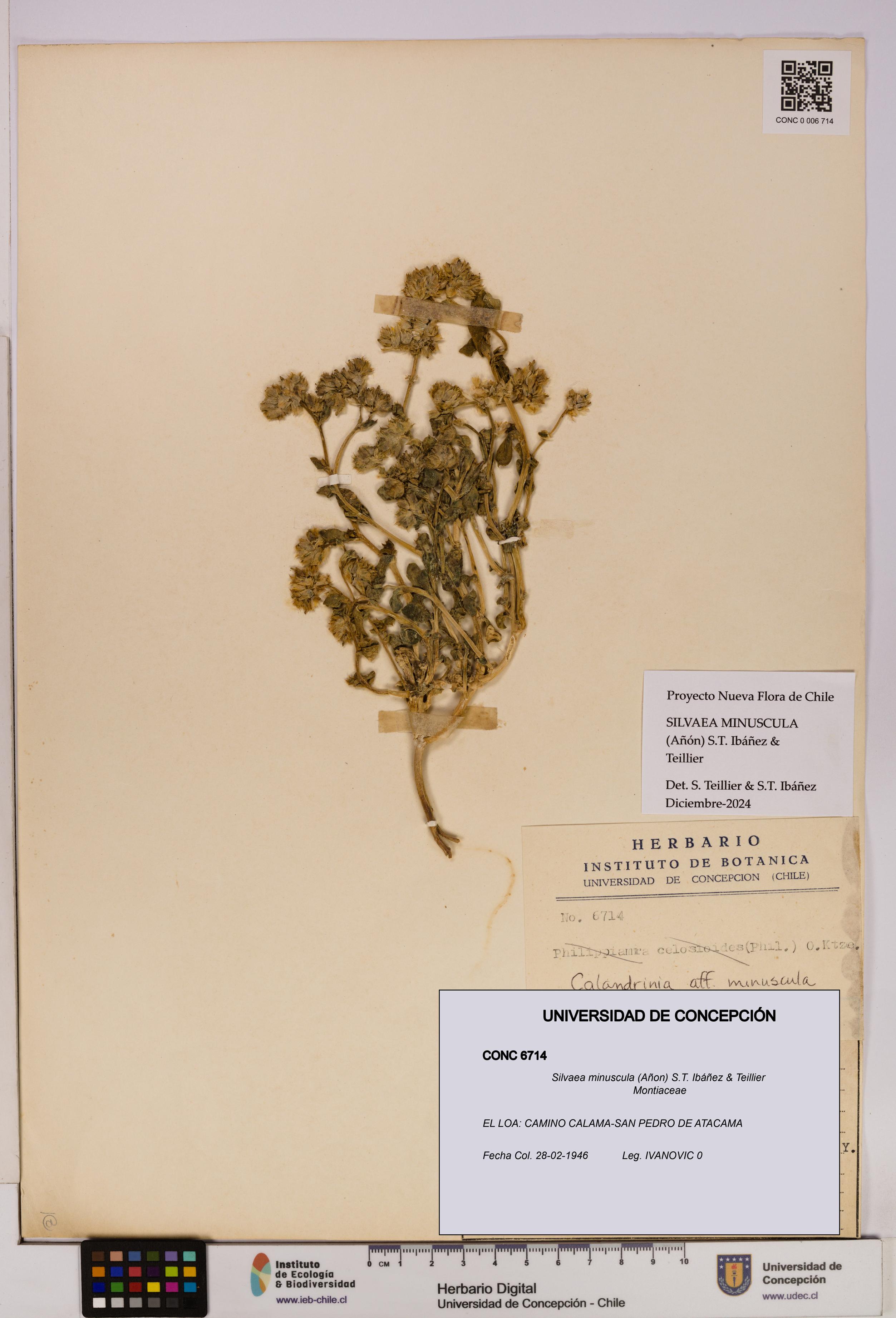 Silvaea minuscula [Espécimen: UDEC:CONC:0006714]