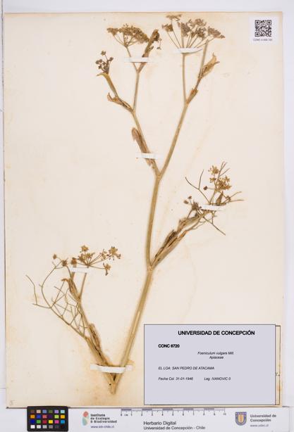 Foeniculum vulgare [Espécimen: ]
