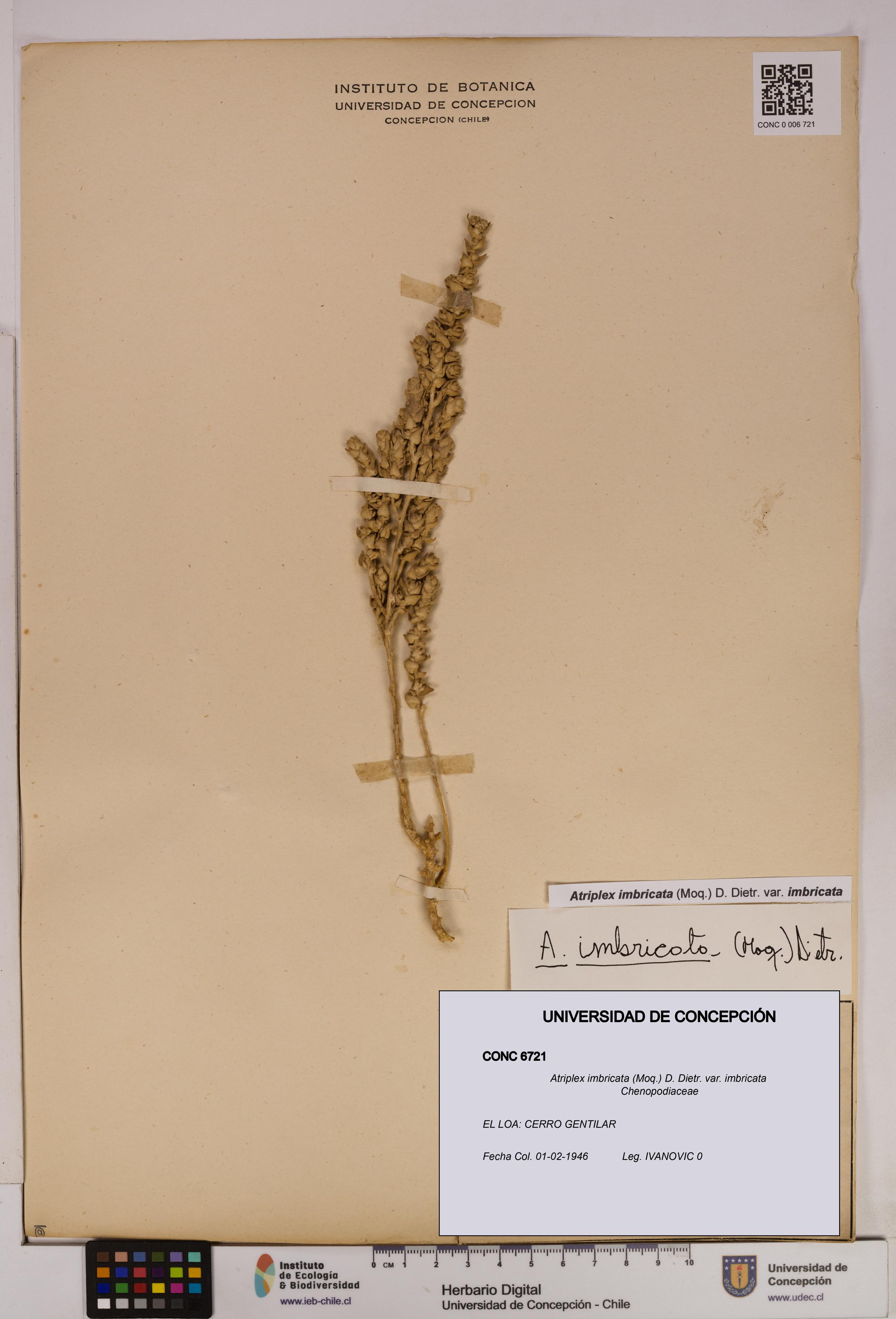 Atriplex imbricata [Espécimen: UDEC:CONC:0006721]