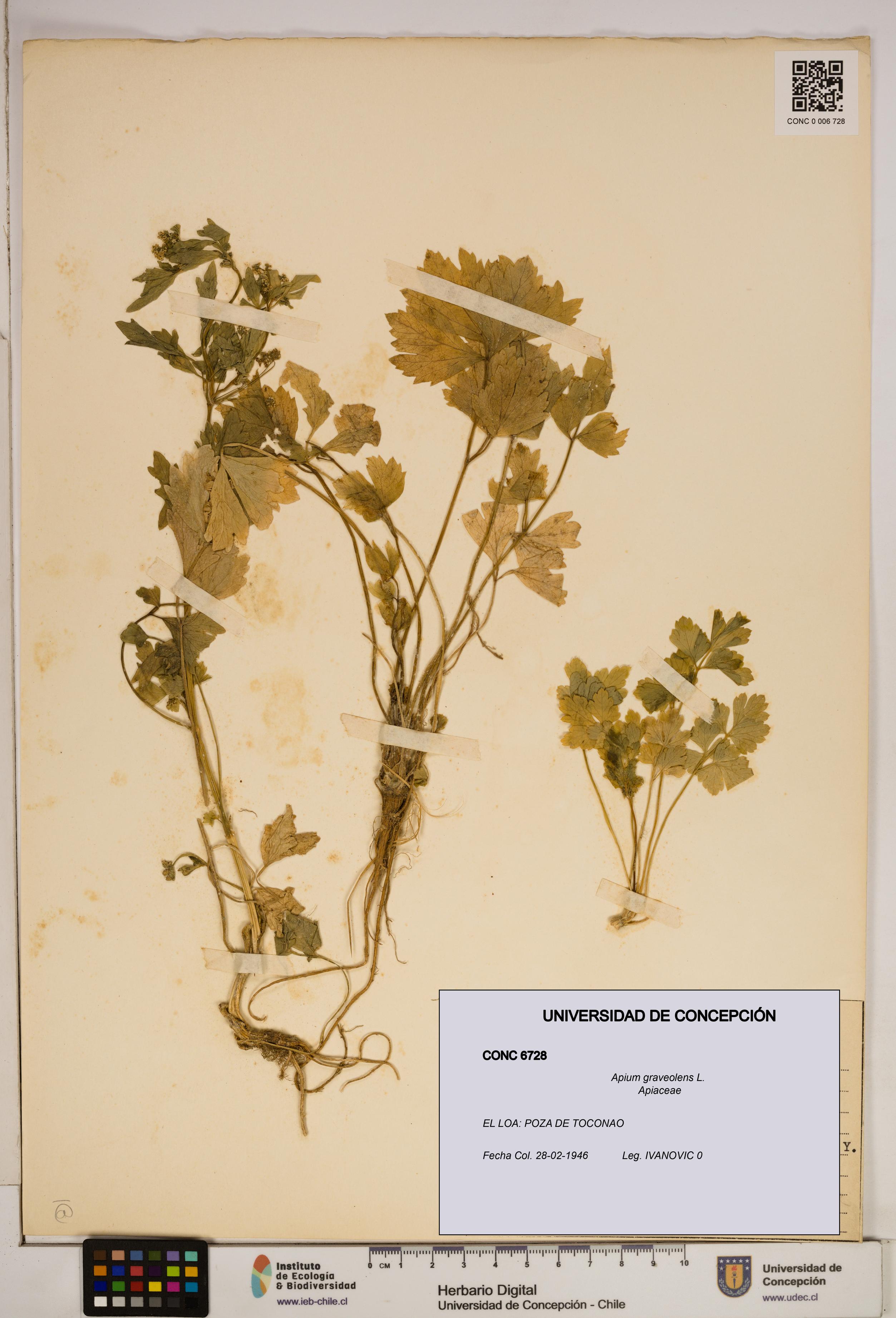 Apium graveolens [Espécimen: ]