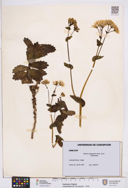 Senecio nigrescens [Espécimen: ]
