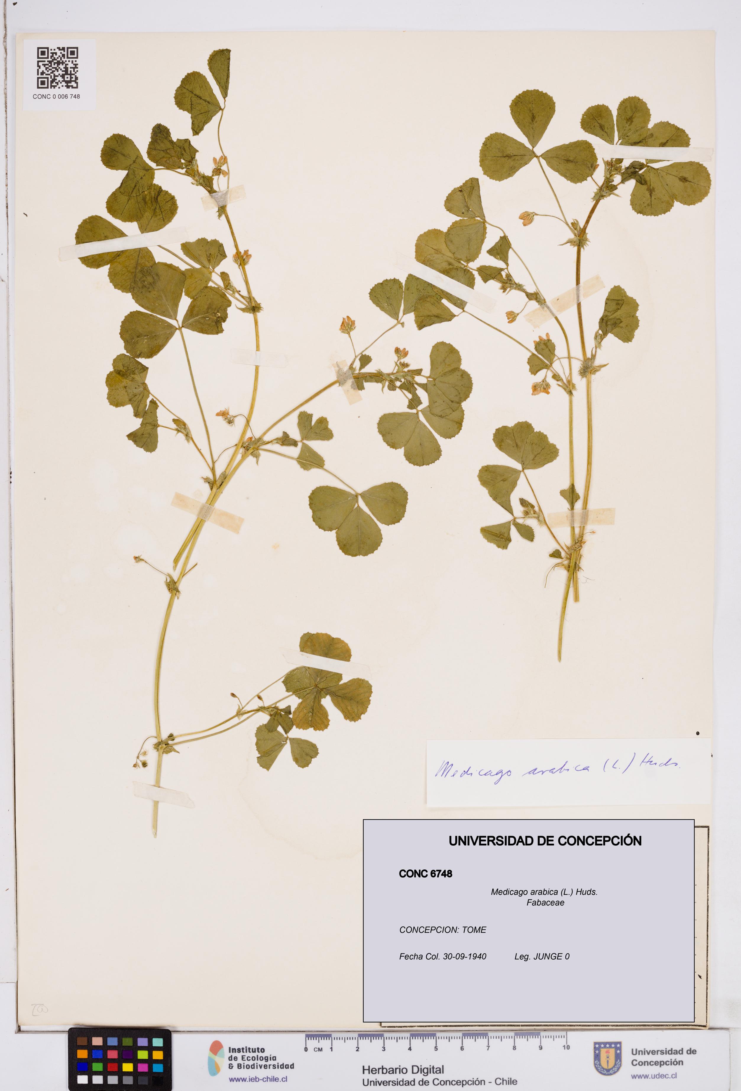 Medicago arabica [Espécimen: ]