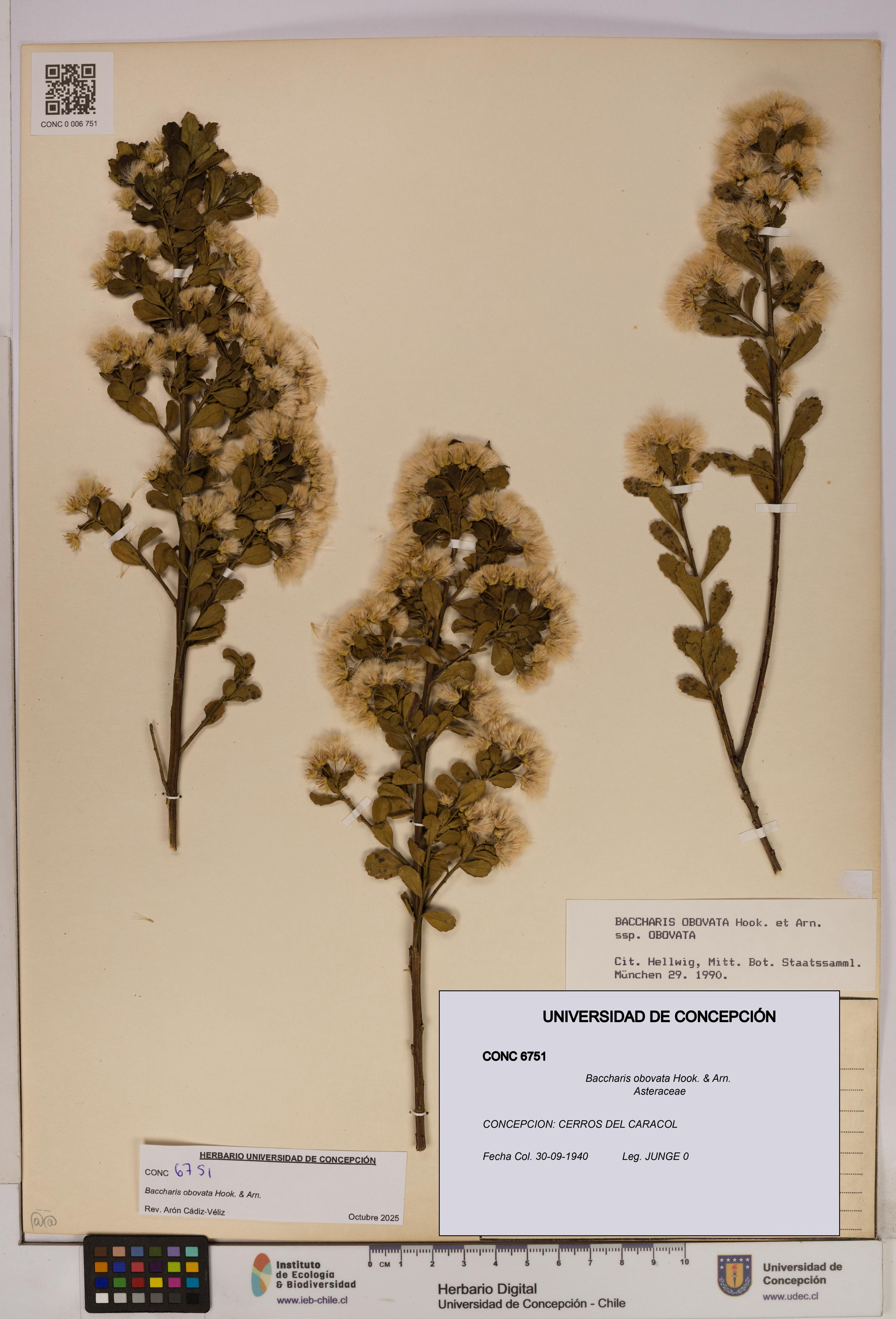 Baccharis obovata [Espécimen: UDEC:CONC:0006751]