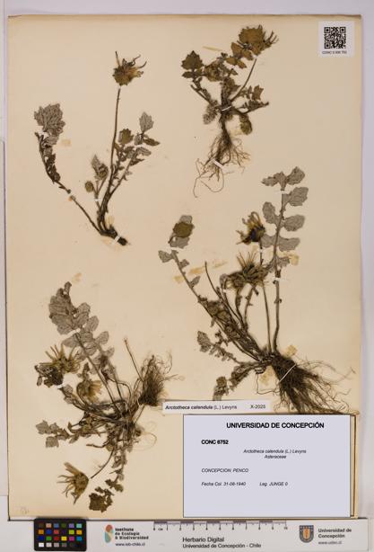 Arctotheca calendula [Espécimen: UDEC:CONC:0006752]