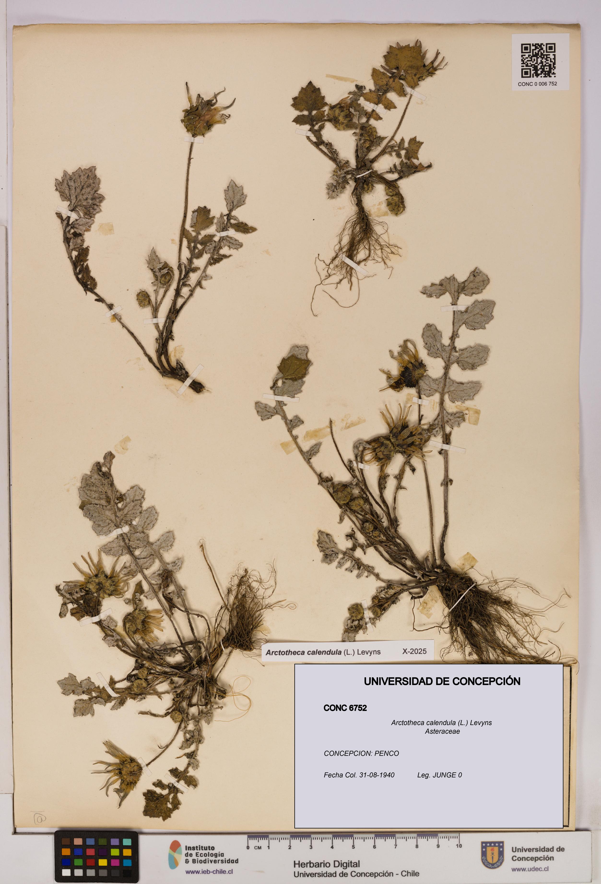 Arctotheca calendula [Espécimen: UDEC:CONC:0006752]
