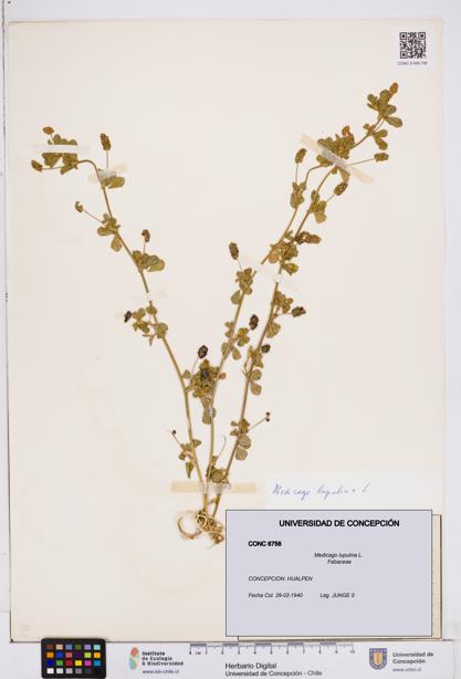 Medicago lupulina [Espécimen: ]