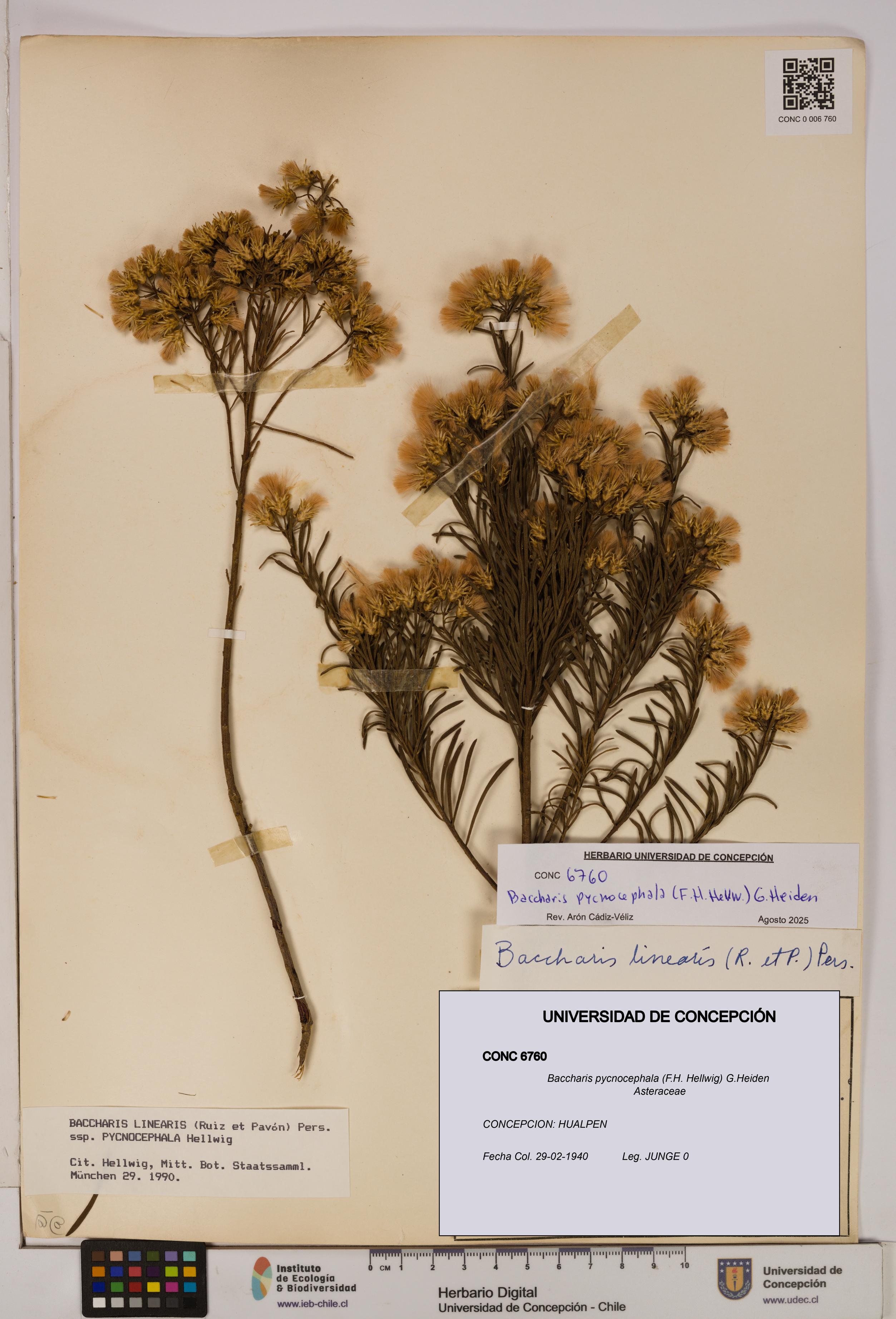 Baccharis pycnocephala [Espécimen: UDEC:CONC:0006760]