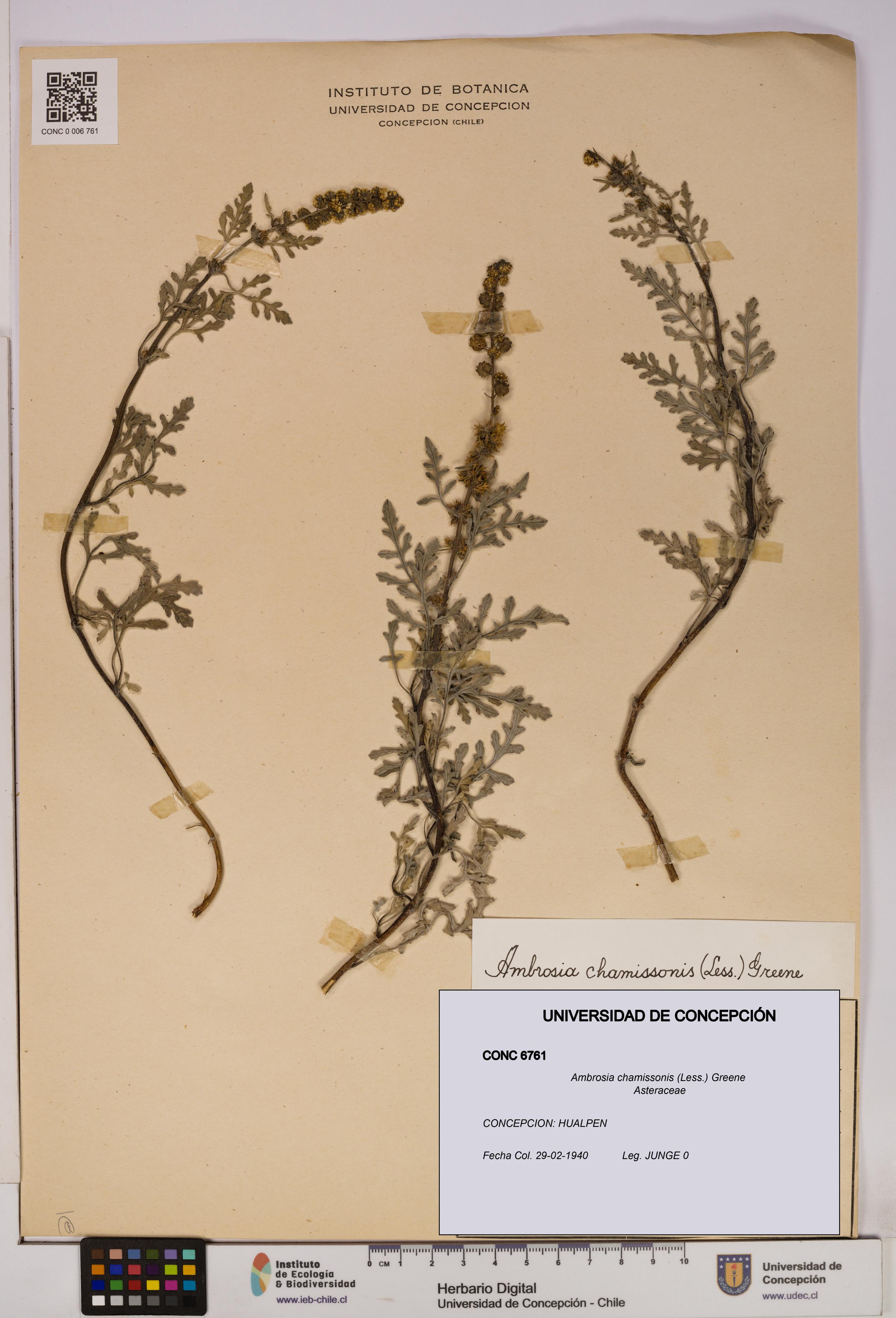 Ambrosia chamissonis [Espécimen: UDEC:CONC:0006761]