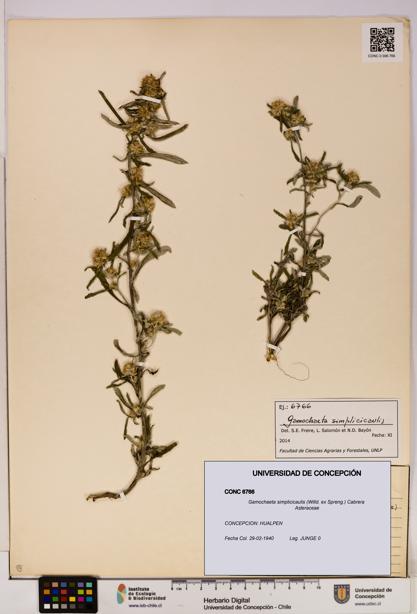 Gamochaeta simplicicaulis [Espécimen: UDEC:CONC:0006766]