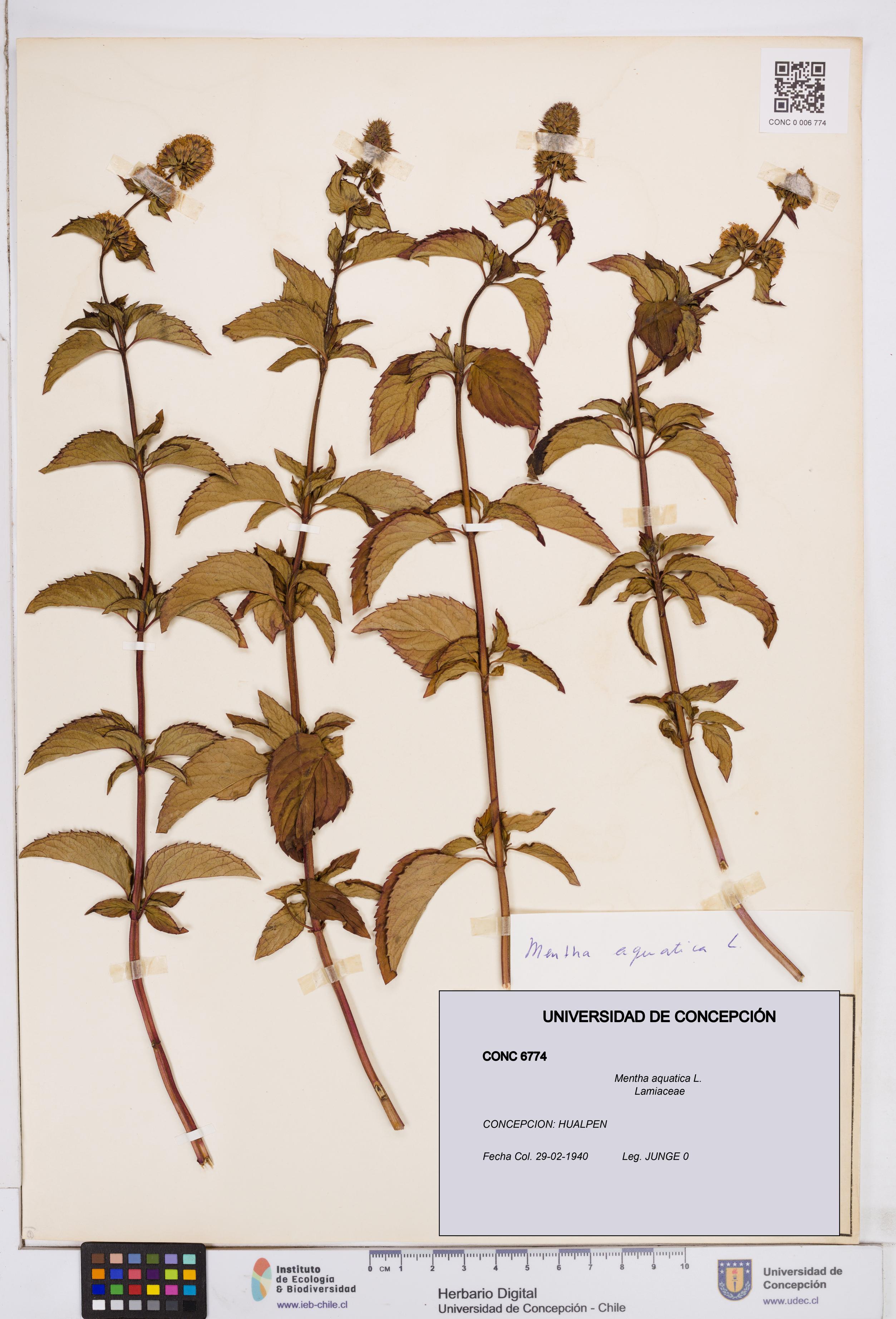 Mentha aquatica [Espécimen: ]