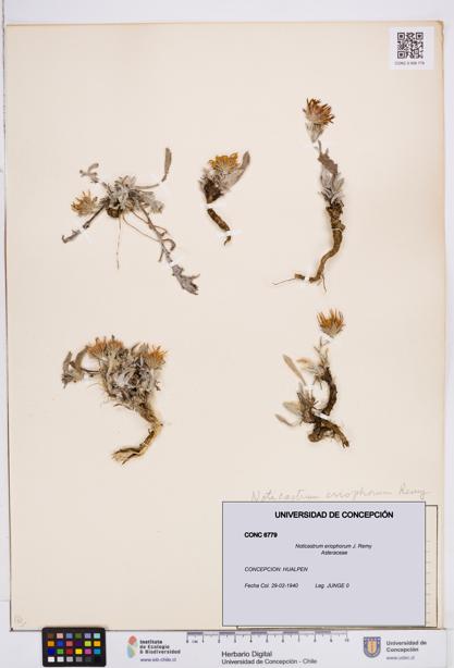 Noticastrum eriophorum [Espécimen: ]