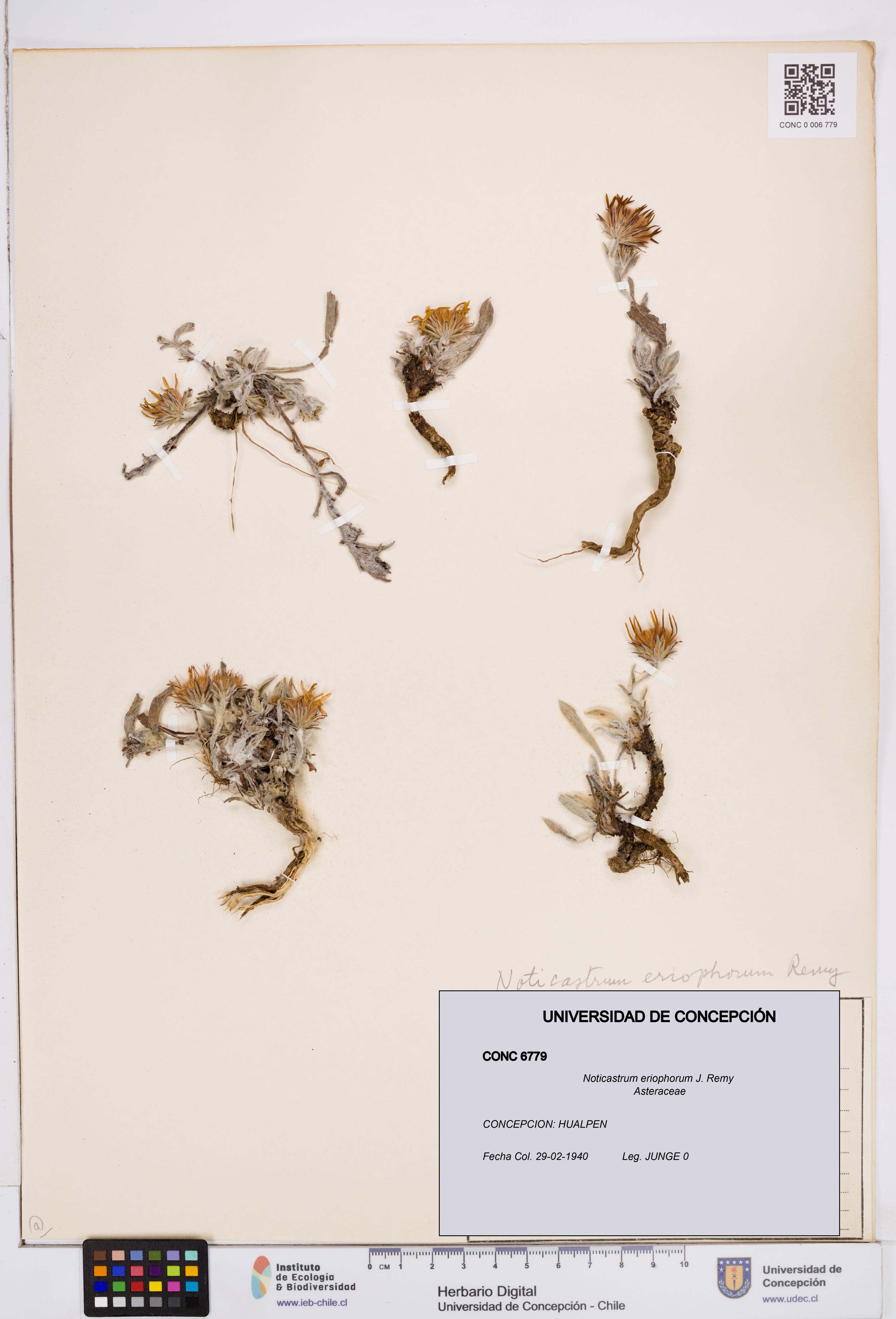 Noticastrum eriophorum [Espécimen: ]