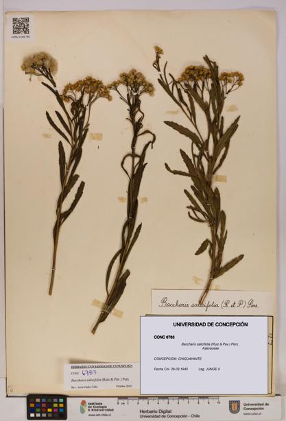 Baccharis salicifolia [Espécimen: UDEC:CONC:0006783]