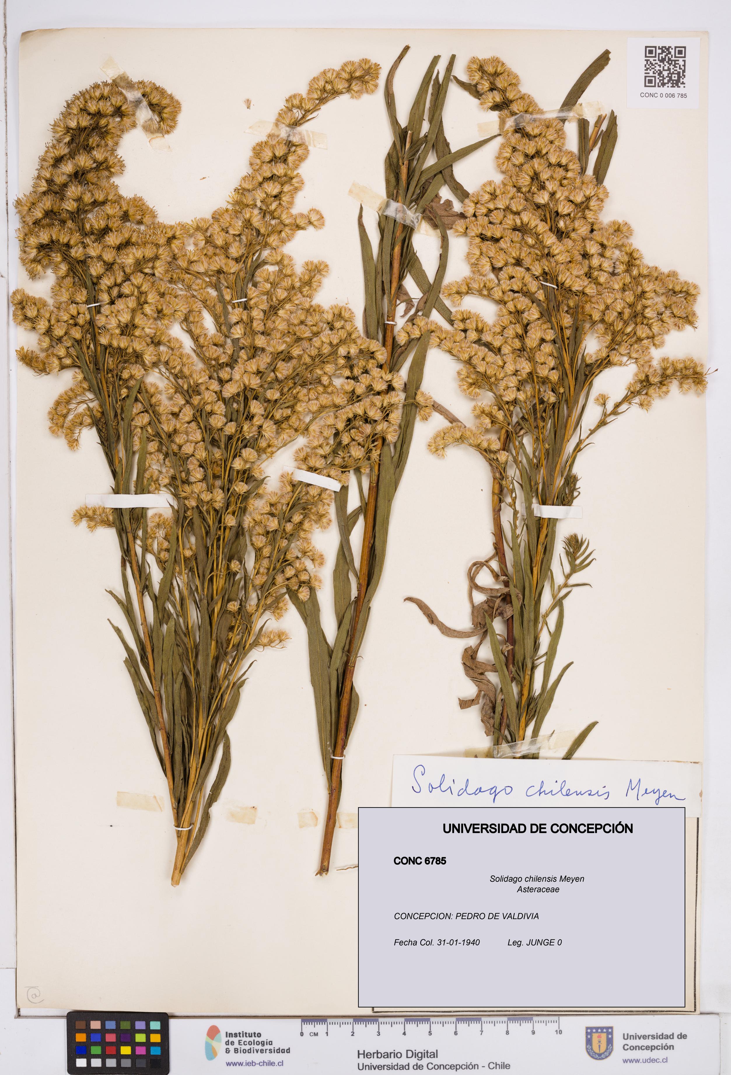 Solidago chilensis [Espécimen: ]
