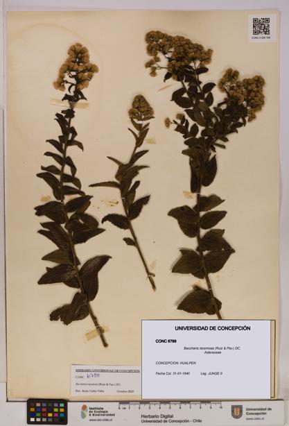 Baccharis racemosa [Espécimen: UDEC:CONC:0006788]