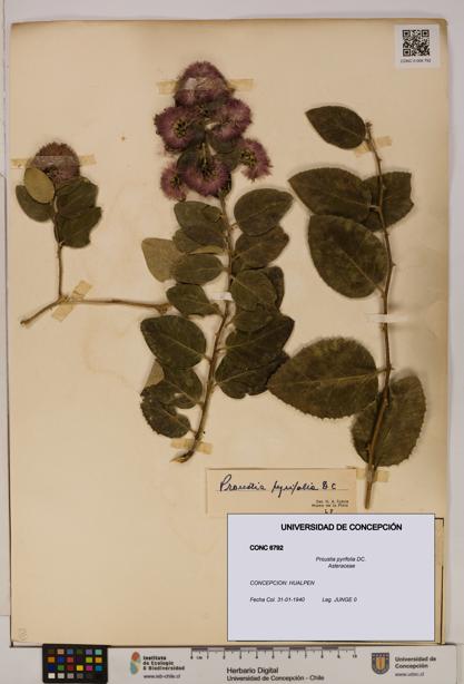 Proustia pyrifolia [Espécimen: UDEC:CONC:0006792]