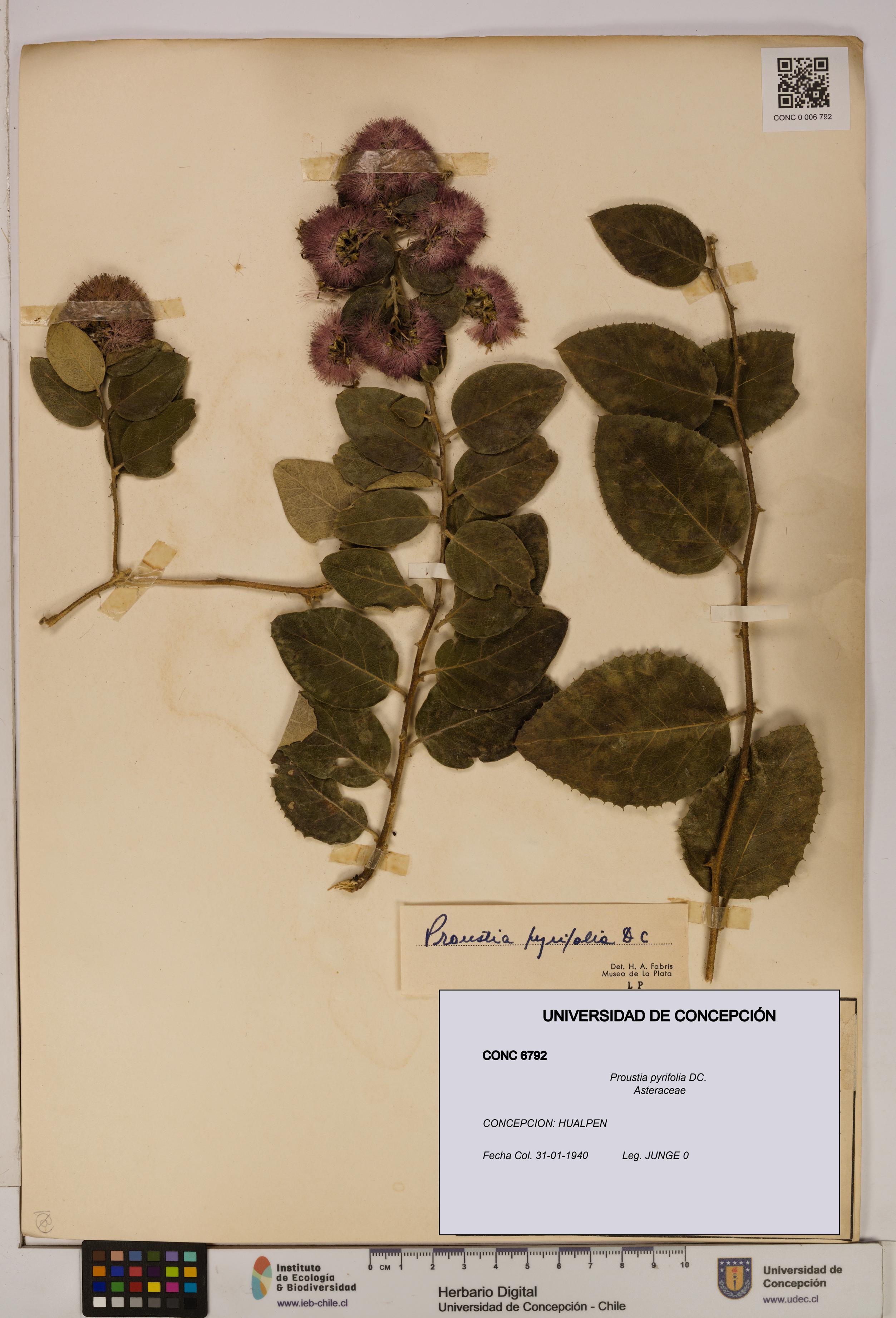 Proustia pyrifolia [Espécimen: UDEC:CONC:0006792]
