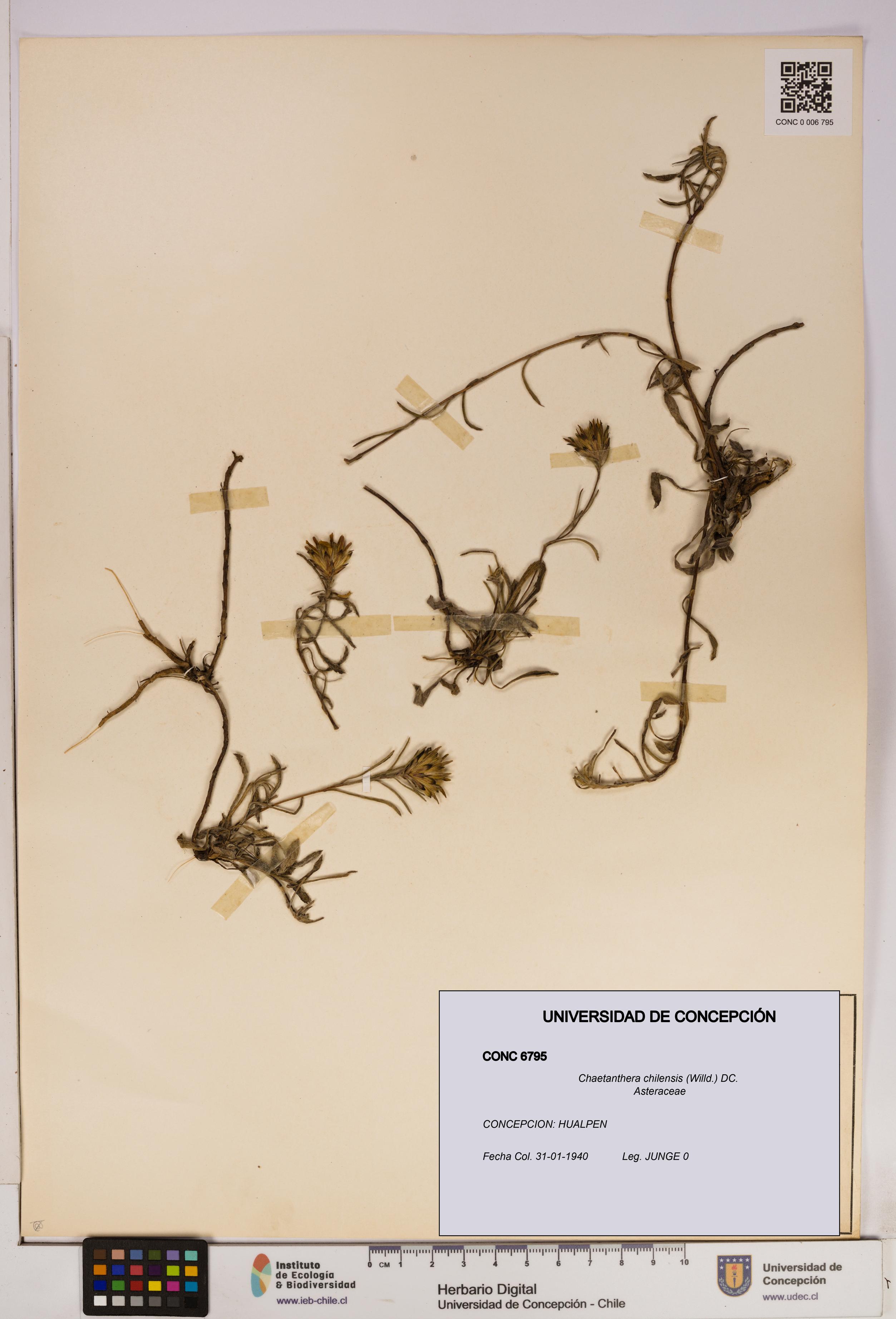 Chaetanthera chilensis [Espécimen: UDEC:CONC:0006795]