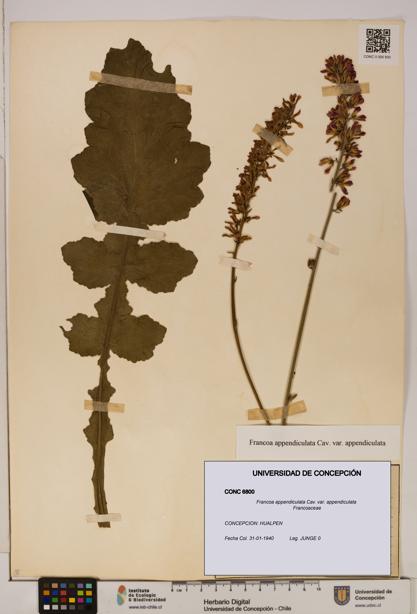 Francoa appendiculata [Espécimen: ]