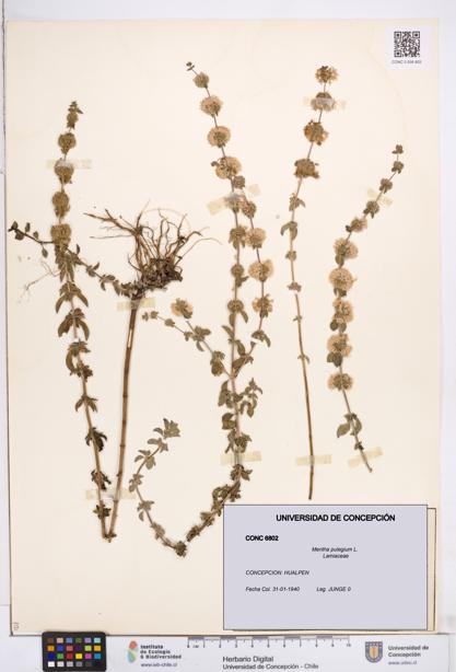 Mentha pulegium [Espécimen: ]