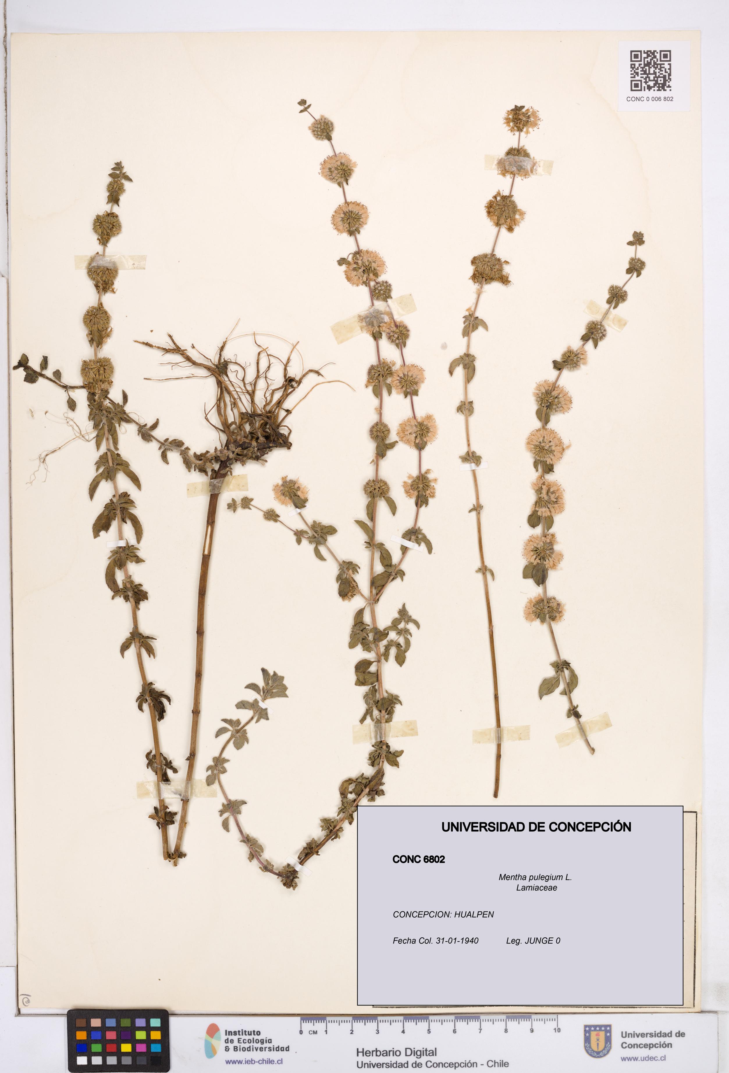 Mentha pulegium [Espécimen: ]