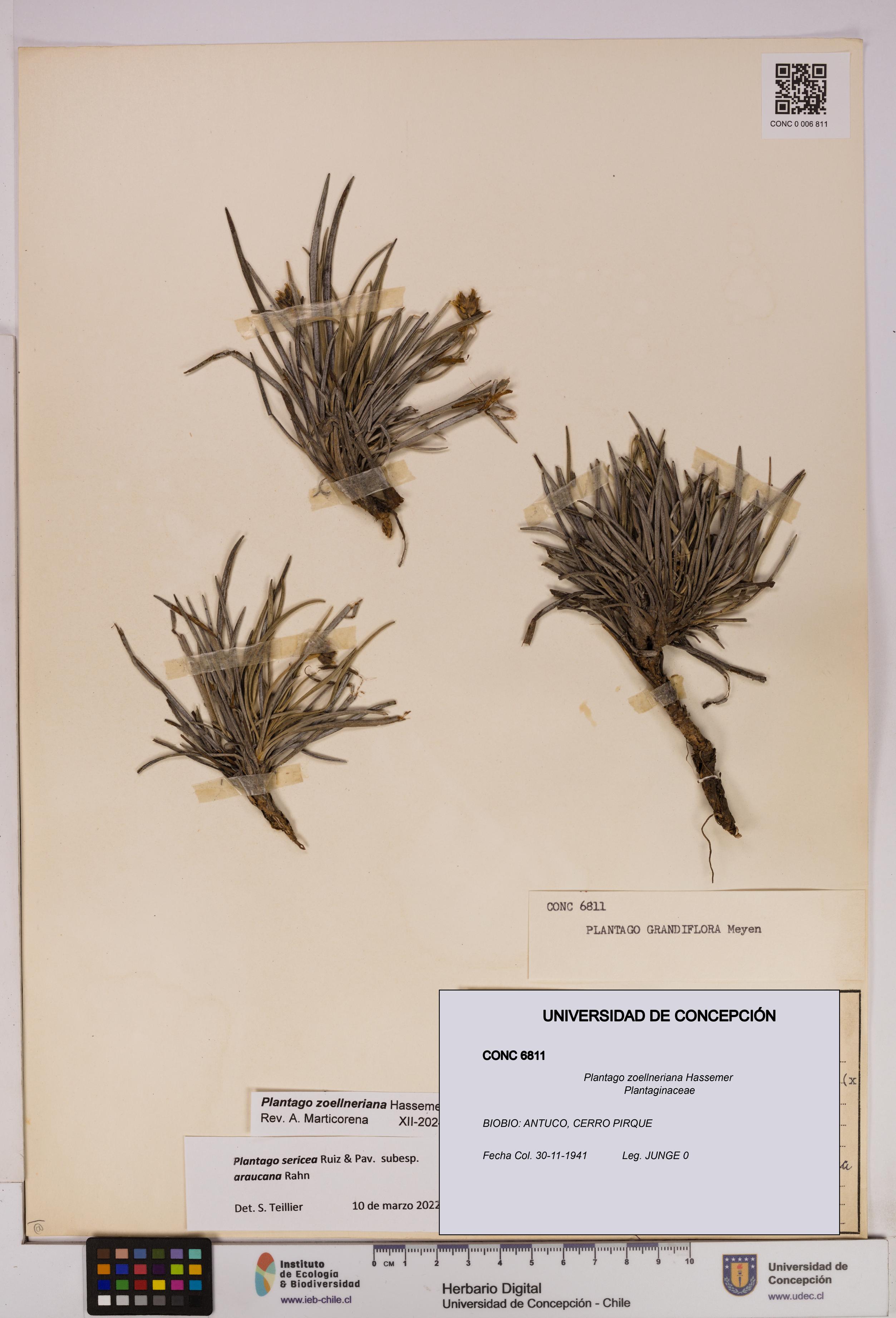 Plantago zoellneriana [Espécimen: UDEC:CONC:0006811]