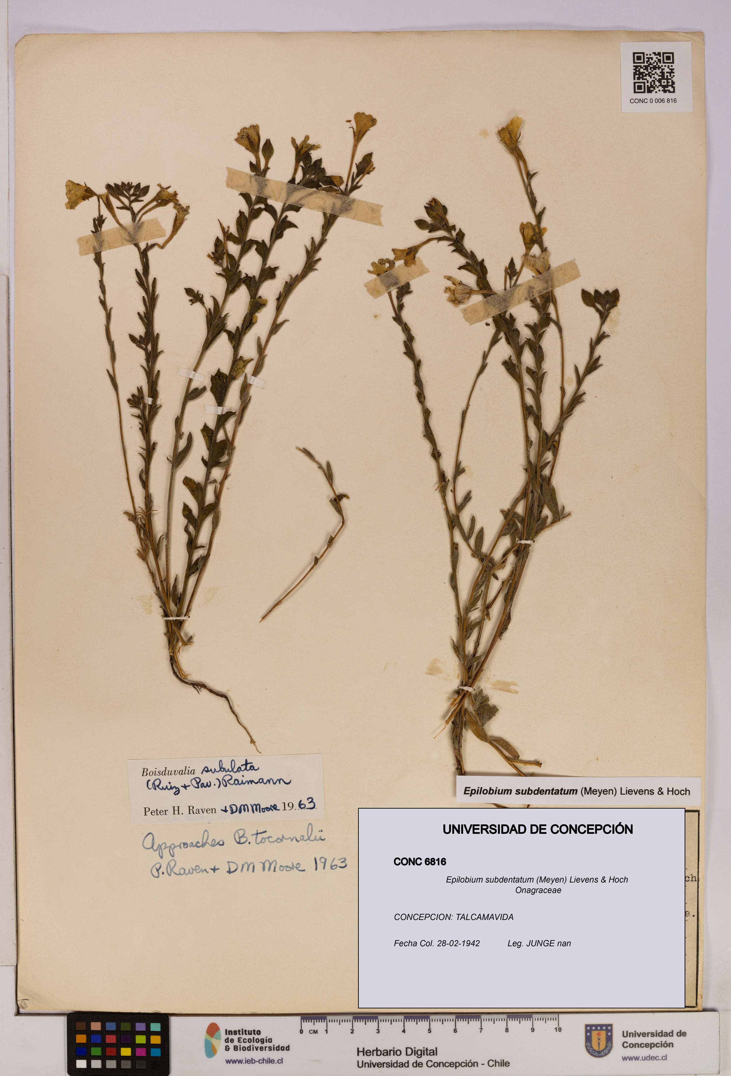 Epilobium subdentatum [Espécimen: UDEC:CONC:0006816]