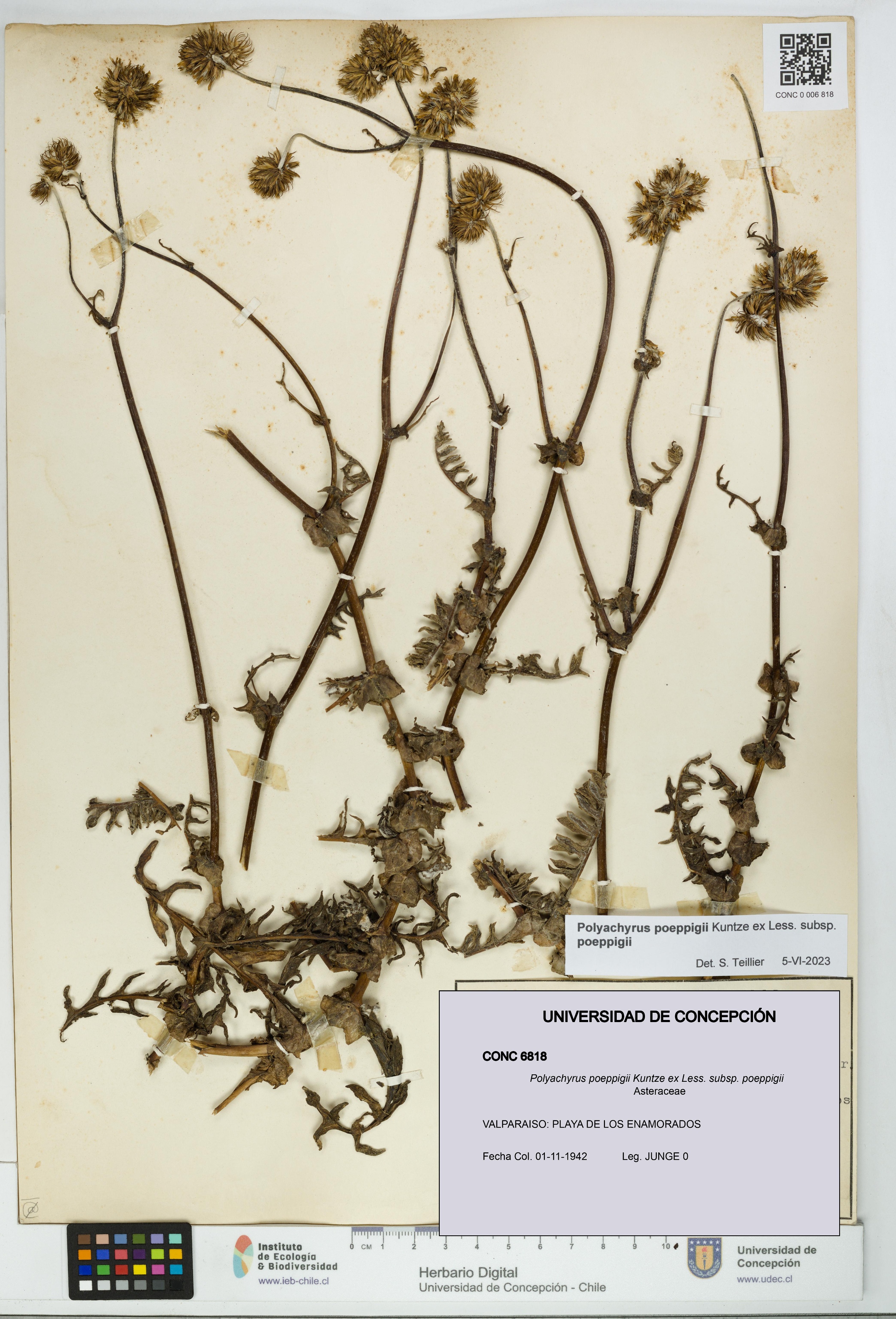 Polyachyrus poeppigii [Espécimen: UDEC:CONC:0006818]