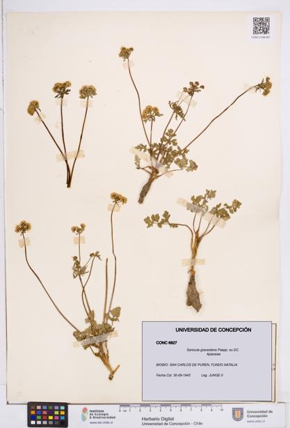 Sanicula graveolens [Espécimen: ]