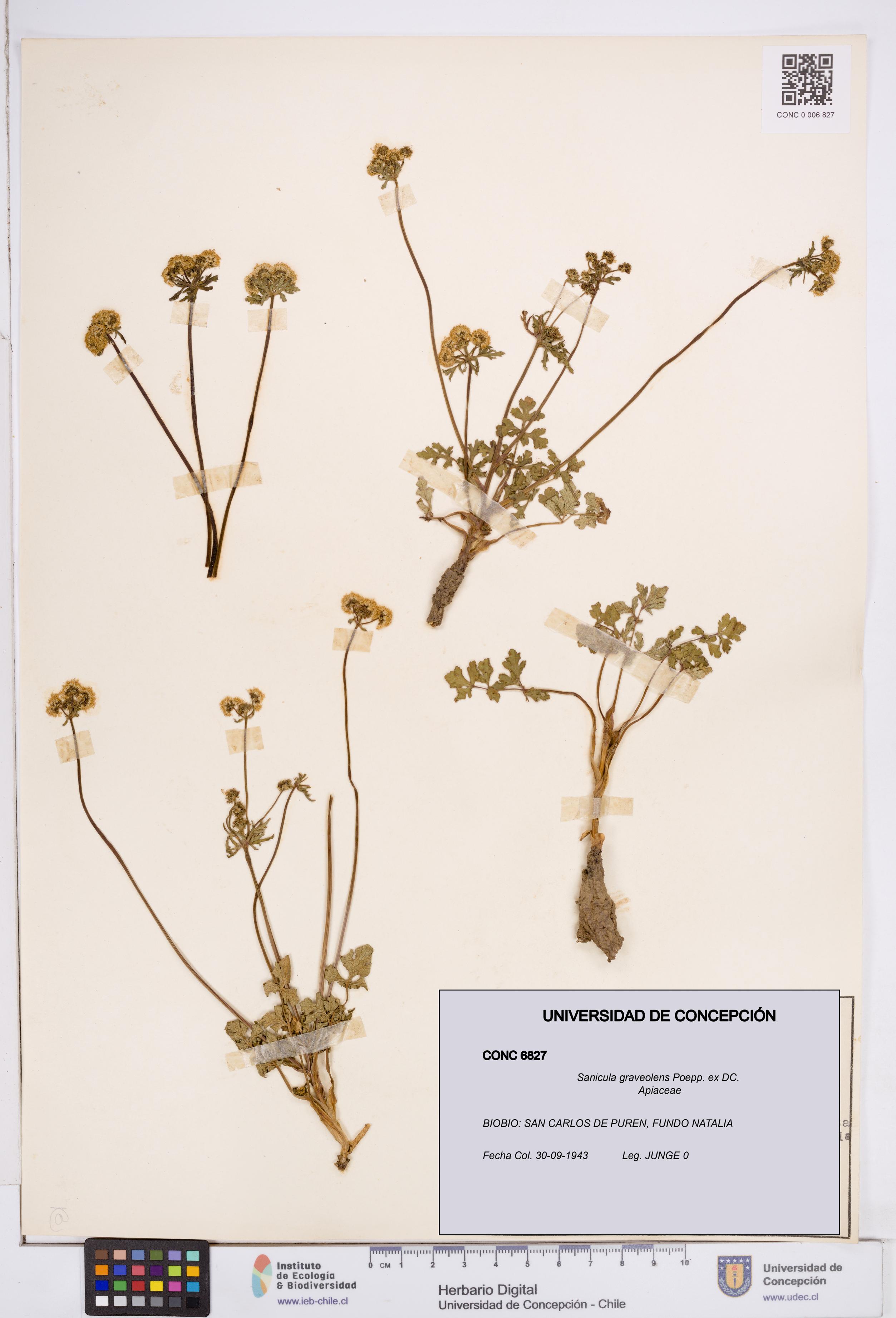 Sanicula graveolens [Espécimen: ]