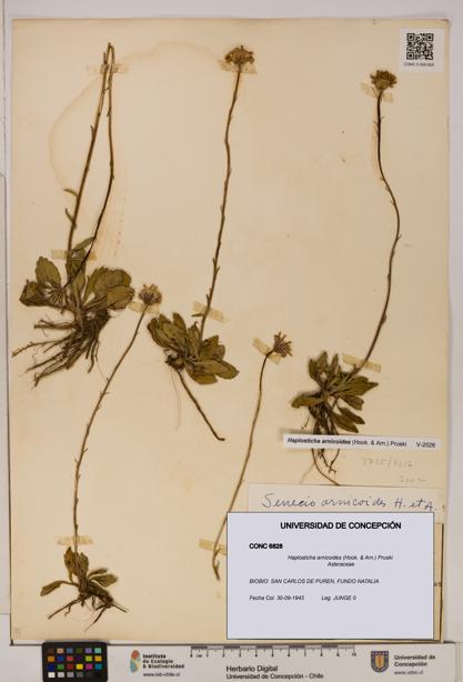 Haplosticha arnicoides [Espécimen: UDEC:CONC:0006828]
