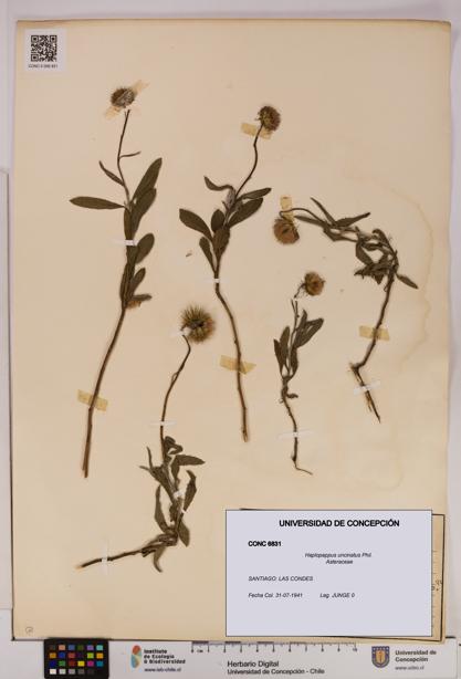 Haplopappus uncinatus [Espécimen: UDEC:CONC:0006831]